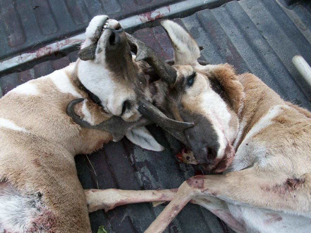 Al & Sharon's Unique Antelope Hunt photo 1